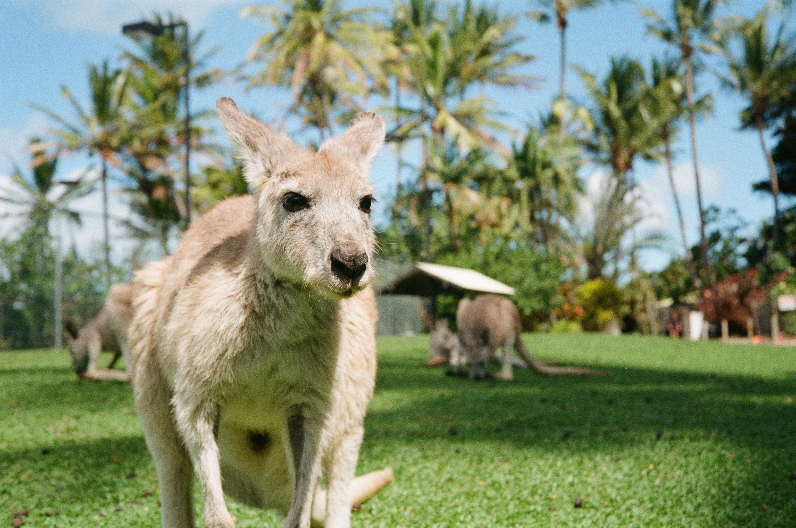 Australia Series - Kangaroo